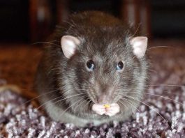 Treatment Lessens Cerebral Damage Following Cardiac Arrest