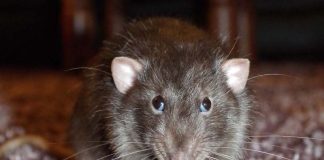 Treatment Lessens Cerebral Damage Following Cardiac Arrest